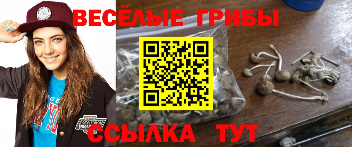 Галлюциногенные грибы Psilocybe Усть-Илимск